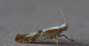 Attēlu rezultāti vaicājumam “Argyresthia pruniella”