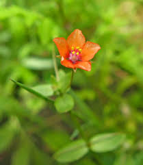 Attēlu rezultāti vaicājumam “xComagaria rosea  flower”