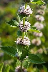 Attēlu rezultāti vaicājumam “Mentha spicata flower”