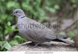 Attēlu rezultāti vaicājumam “Streptopelia decaocto”