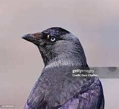 Attēlu rezultāti vaicājumam “Corvus monedula”