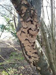 Attēlu rezultāti vaicājumam “Encoelia furfuracea”