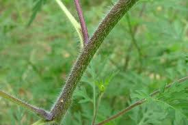 Attēlu rezultāti vaicājumam “Ambrosia artemisiifolia bud”