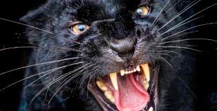 Afbeeldingsresultaat voor panters