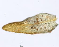 Attēlu rezultāti vaicājumam “Orthotrichum diaphanum sporophyte”