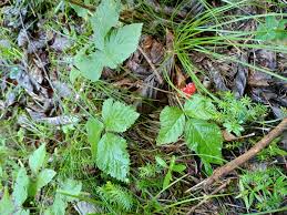 Attēlu rezultāti vaicājumam “Rubus saxatilis leaf”