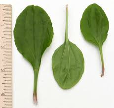 Attēlu rezultāti vaicājumam “Plantago uniflora leaf”