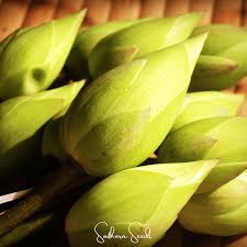 Attēlu rezultāti vaicājumam “Lotus sp. bud”