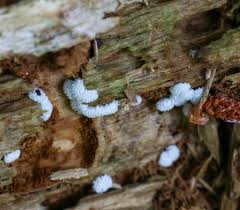 Attēlu rezultāti vaicājumam “Physarum pseudoalexandrowiczii macro”
