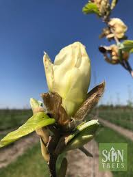 Attēlu rezultāti vaicājumam “Magnolia acuminata bud”