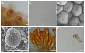 Attēlu rezultāti vaicājumam “Puccinia agrostidis”