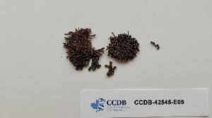 Attēlu rezultāti vaicājumam “Schistidium robustum”