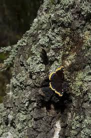 Attēlu rezultāti vaicājumam “Nymphalis antiopa”