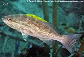 Image result for Mycteroperca interstitialis