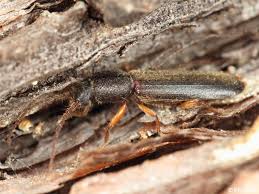 Attēlu rezultāti vaicājumam “Nothorhina punctata”