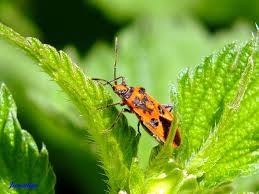 Attēlu rezultāti vaicājumam “Corizus hyoscyami imago”