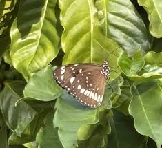 Attēlu rezultāti vaicājumam “Lepidoptera”