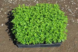 Image result for Galium odoratum