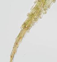 Attēlu rezultāti vaicājumam “Philonotis marchica”