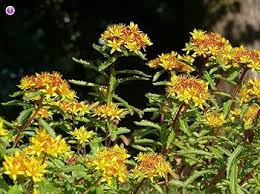 Attēlu rezultāti vaicājumam “Sedum aizoon fruit”