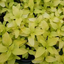 Attēlu rezultāti vaicājumam “Origanum vulgare”