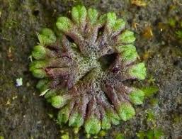 Attēlu rezultāti vaicājumam “Homomallium incurvatum”