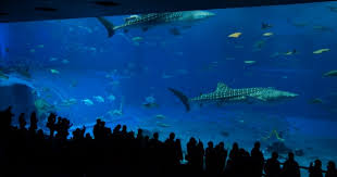 Image result for Rhincodon typus