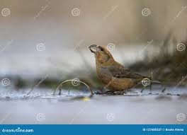 Attēlu rezultāti vaicājumam “Loxia pytyopsittacus male”
