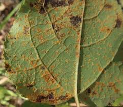Attēlu rezultāti vaicājumam “Melampsora populnea”