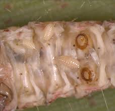 Attēlu rezultāti vaicājumam “Euura brevicornis”