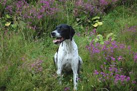 Image result for Pointers