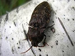 Attēlu rezultāti vaicājumam “Agrypnus murinus”