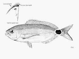 Image result for Oblada melanurus