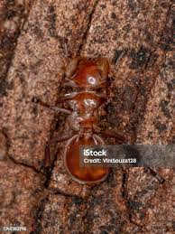 Attēlu rezultāti vaicājumam “Triplax russica”