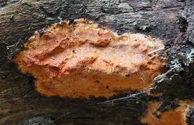 Attēlu rezultāti vaicājumam “Hapalopilus aurantiacus”