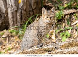 Attēlu rezultāti vaicājumam “Felis silvestris catus juvenile”