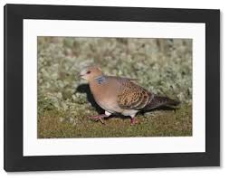 Image result for Streptopelia orientalis