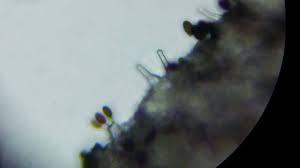 Attēlu rezultāti vaicājumam “Hemitrichia sordivesiculosa sessile”