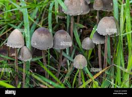 Attēlu rezultāti vaicājumam “Panaeolus papilionaceus”