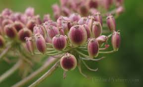 Attēlu rezultāti vaicājumam “Peucedanum palustre flower”