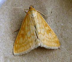 Attēlu rezultāti vaicājumam “Sitochroa verticalis”