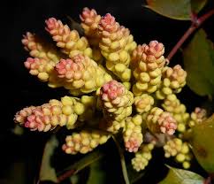 Attēlu rezultāti vaicājumam “Mahonia aquifolium bud”