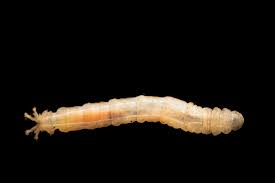 Attēlu rezultāti vaicājumam “Tipulidae larva”