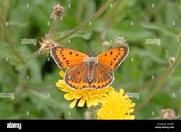 Attēlu rezultāti vaicājumam “Lycaena dispar female”