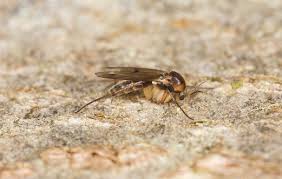 Attēlu rezultāti vaicājumam “Mycetophilidae”