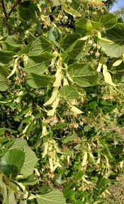 Attēlu rezultāti vaicājumam “Tilia platyphyllos Laciniata”