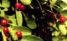 Attēlu rezultāti vaicājumam “Lonicera xylosteum leaf”