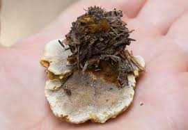 Attēlu rezultāti vaicājumam “Onnia tomentosa”