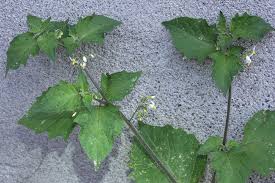 Attēlu rezultāti vaicājumam “Solanum nigrum leaf”