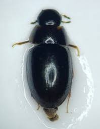 Attēlu rezultāti vaicājumam “Enochrus affinis”